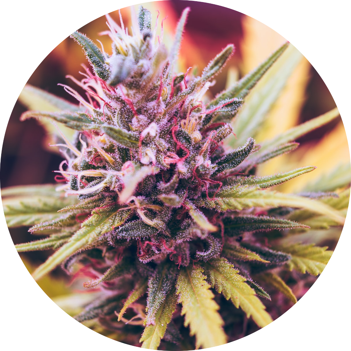Cannabis flower
